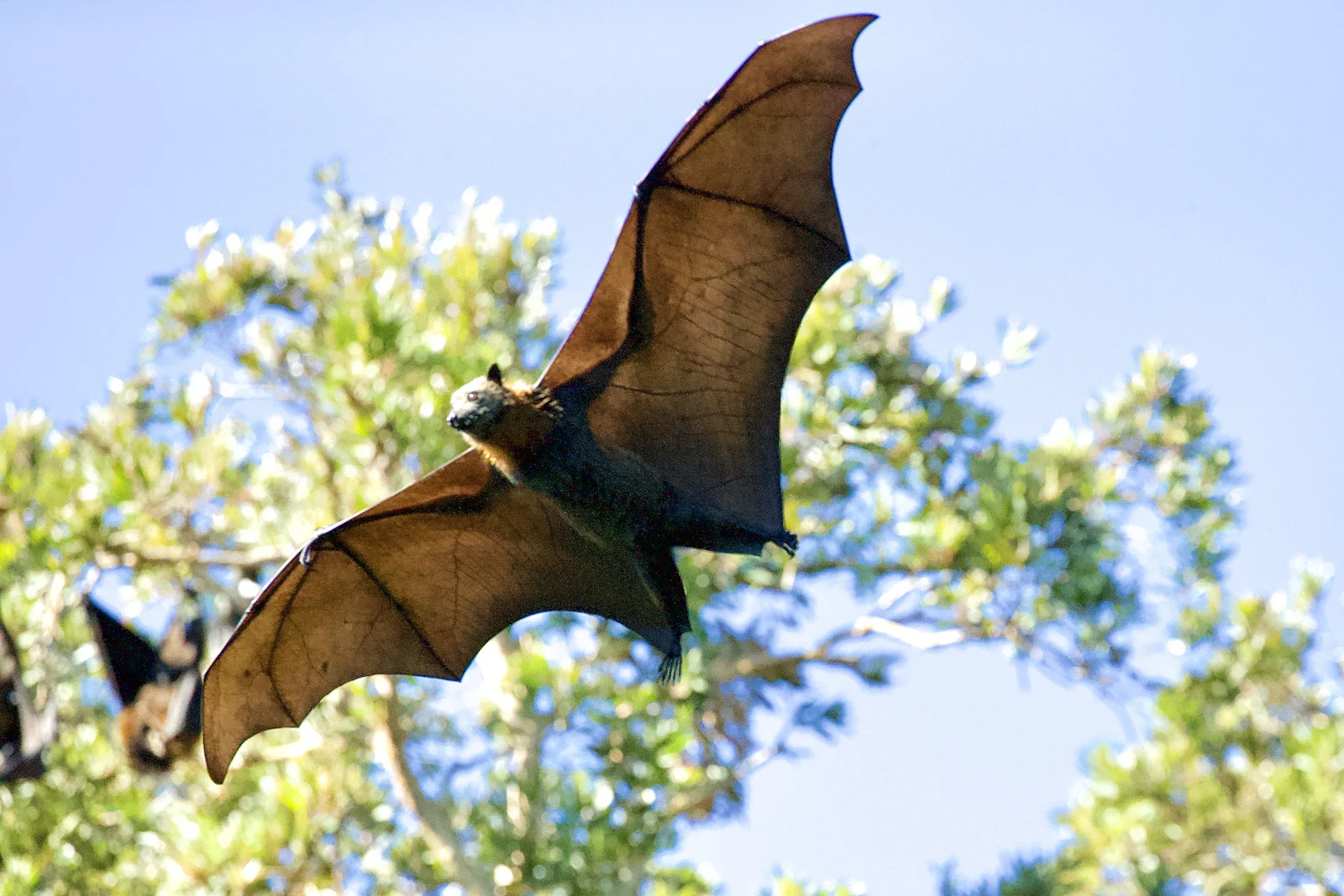 Bat Preservation & Taxidermy - Legal Framework, Techniques & Display
