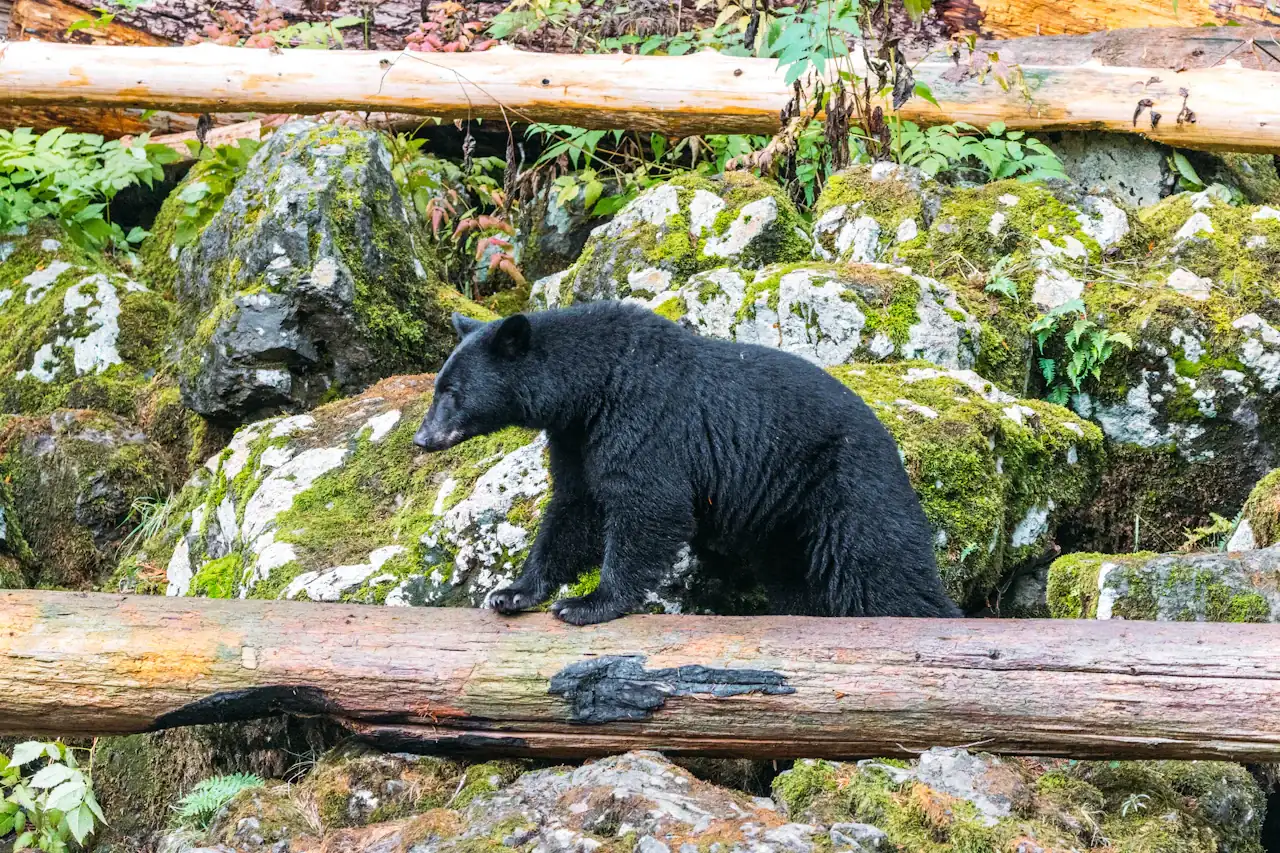 Bear Taxidermy Cost: Black Bear, Grizzly & Rug Mount Pricing