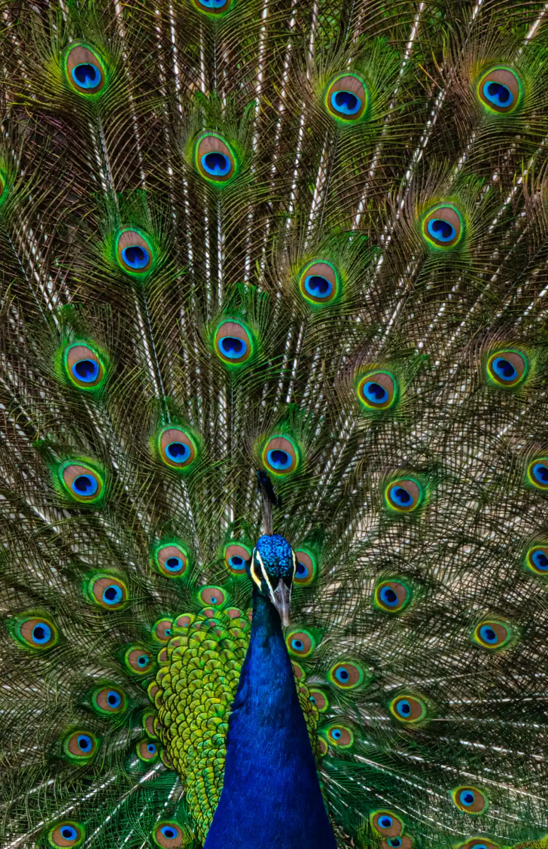 Peacock Taxidermy Cost Guide - Full Mounts, Display Options & Pricing