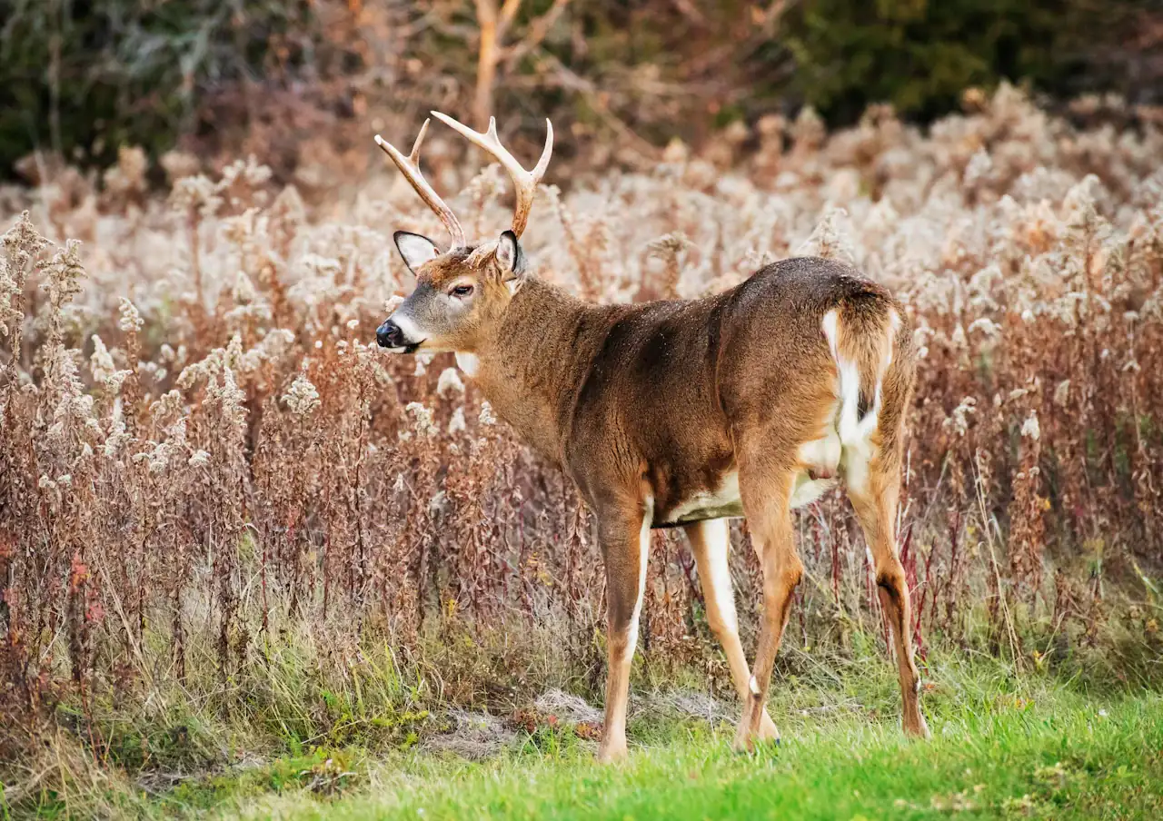 Deer Mount Poses: A Guide to Choosing the Perfect Pose for Your Display