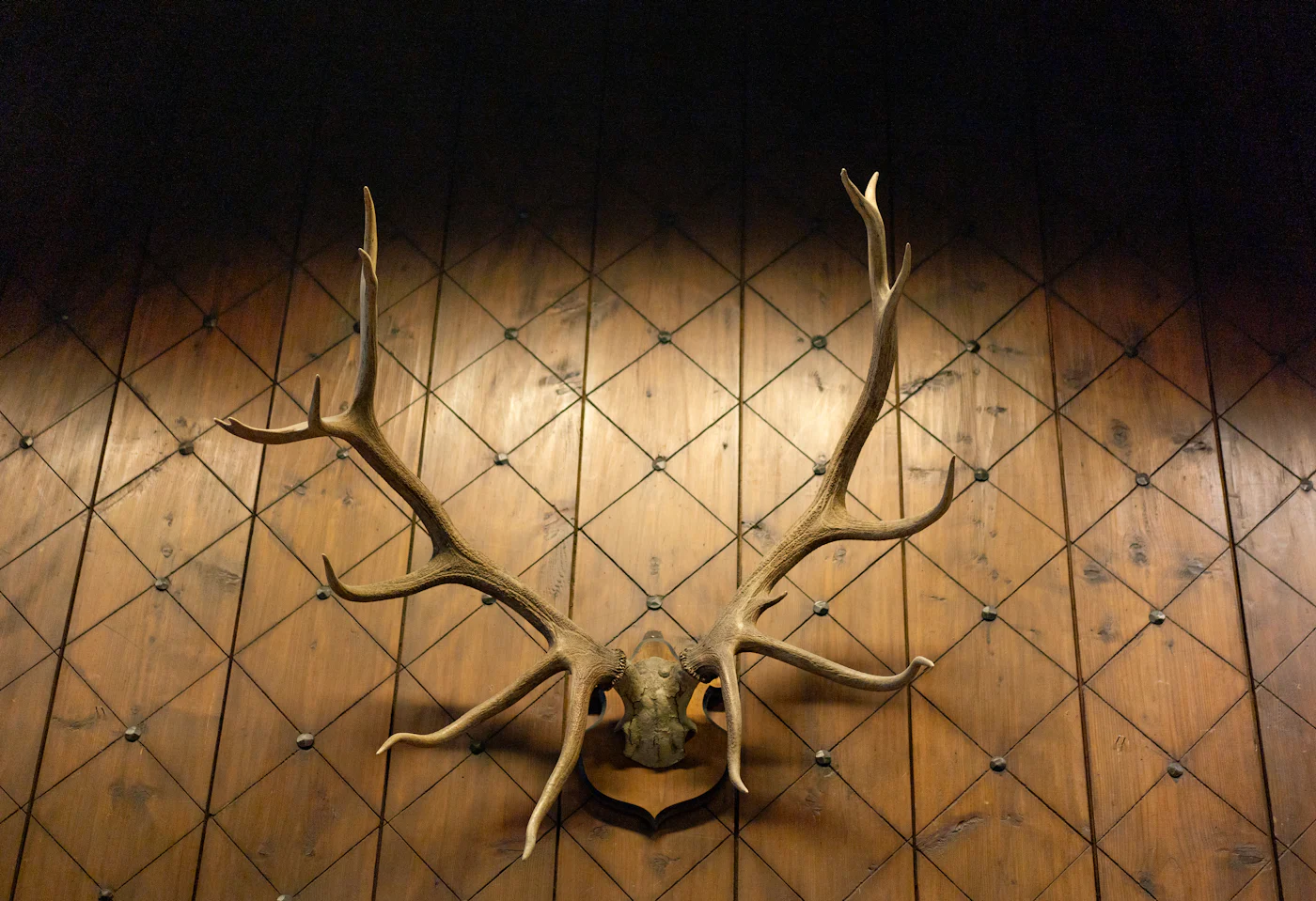 Best Deer Skull Plaques: Head-to-Head Comparison of Top Brands