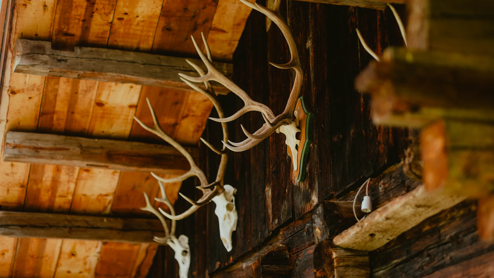 Deer Taxidermy: Mount Types, Costs & What to Expect