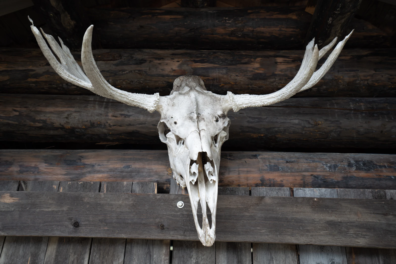 The Complete European Mount Guide: DIY vs Professional, Costs, and Step-by-Step Process