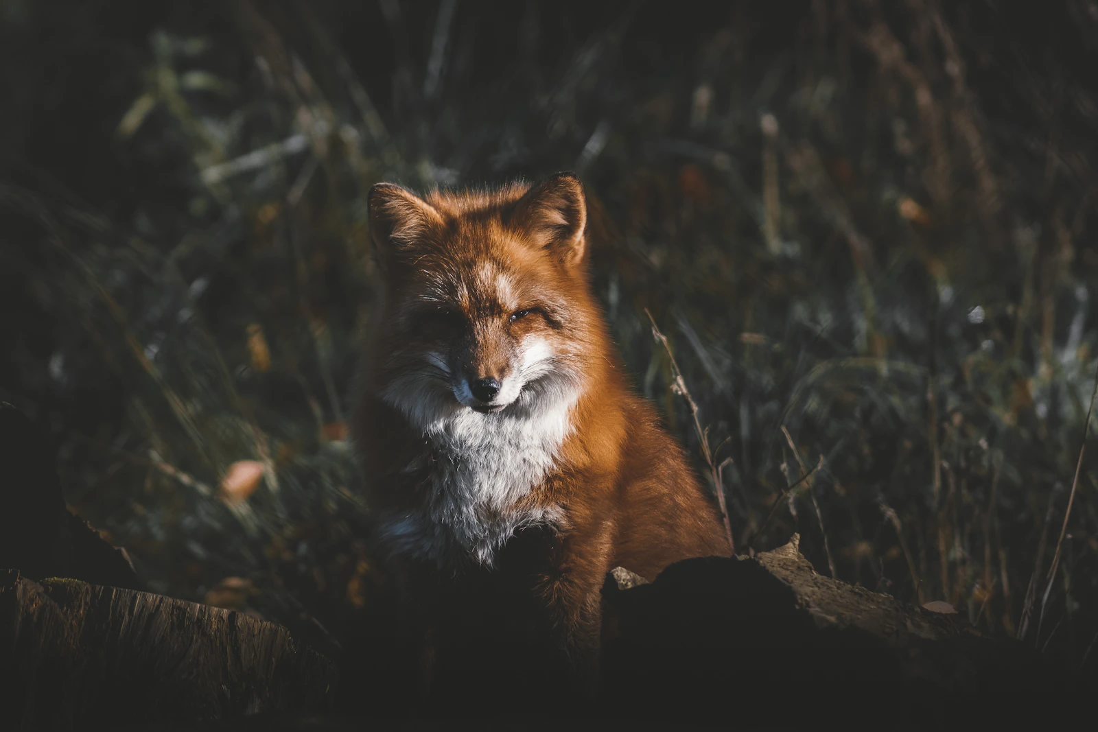 Fox Taxidermy: Species, Mount Types, and Specialist Selection
