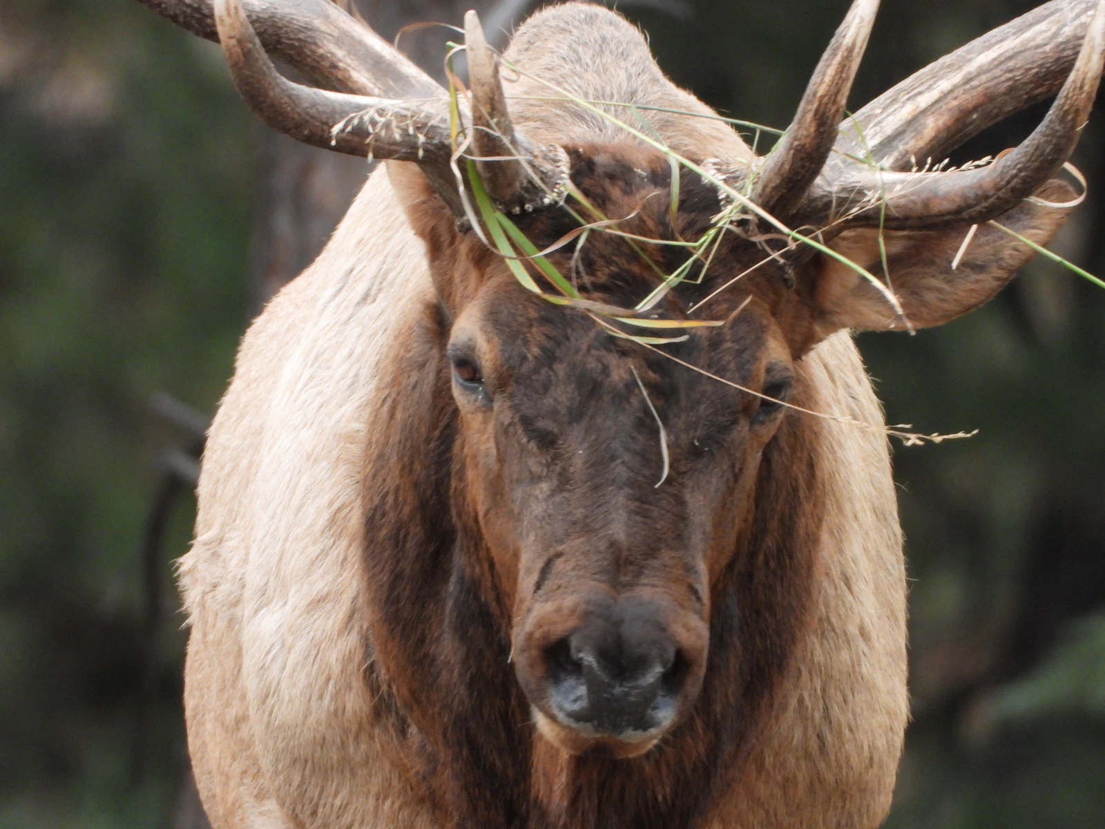 Mammal Taxidermy Guide: Step-by-Step Process for Beginners
