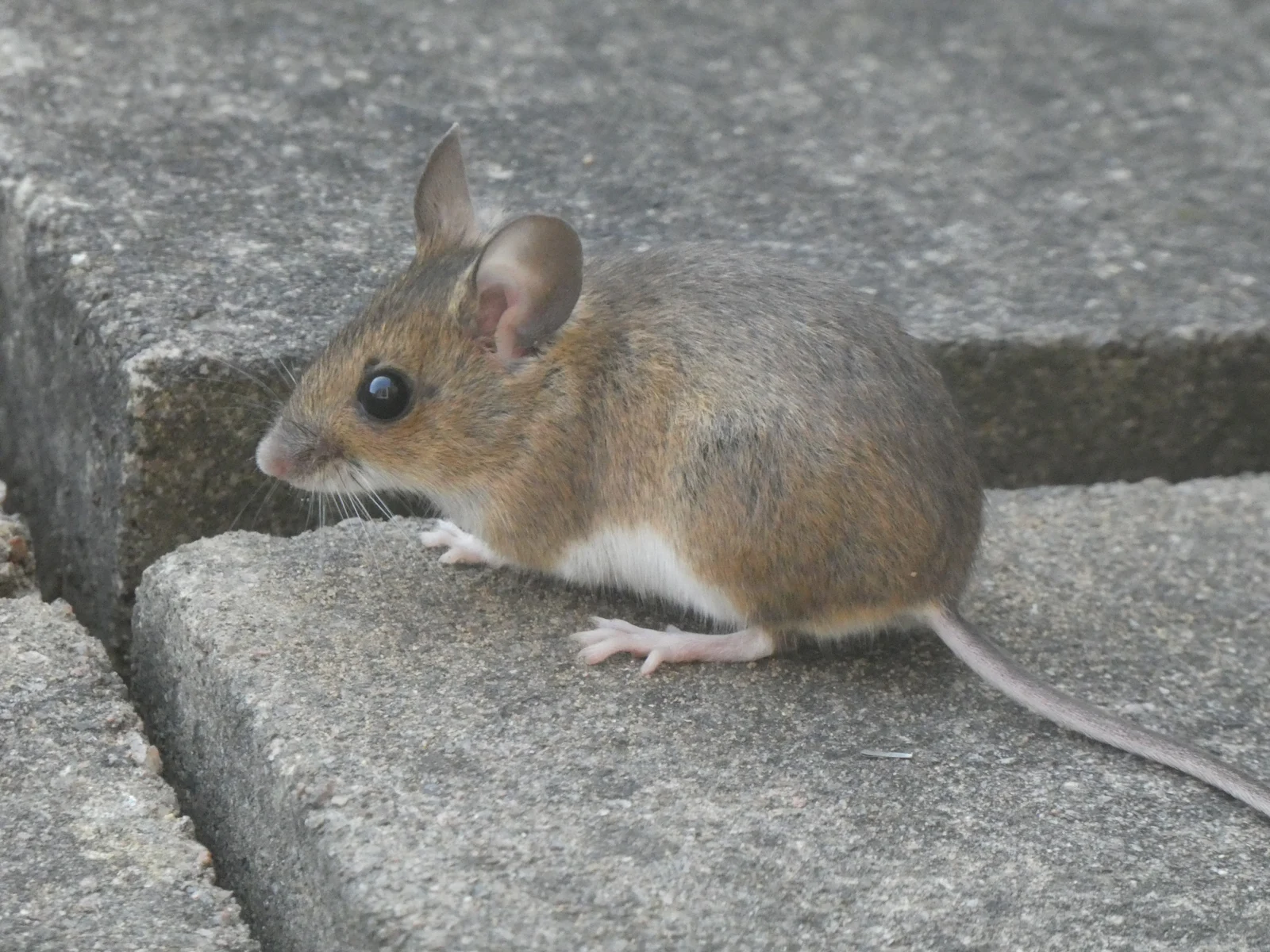 Mouse Taxidermy: DIY Guide, Costumed Mice & Where to Learn