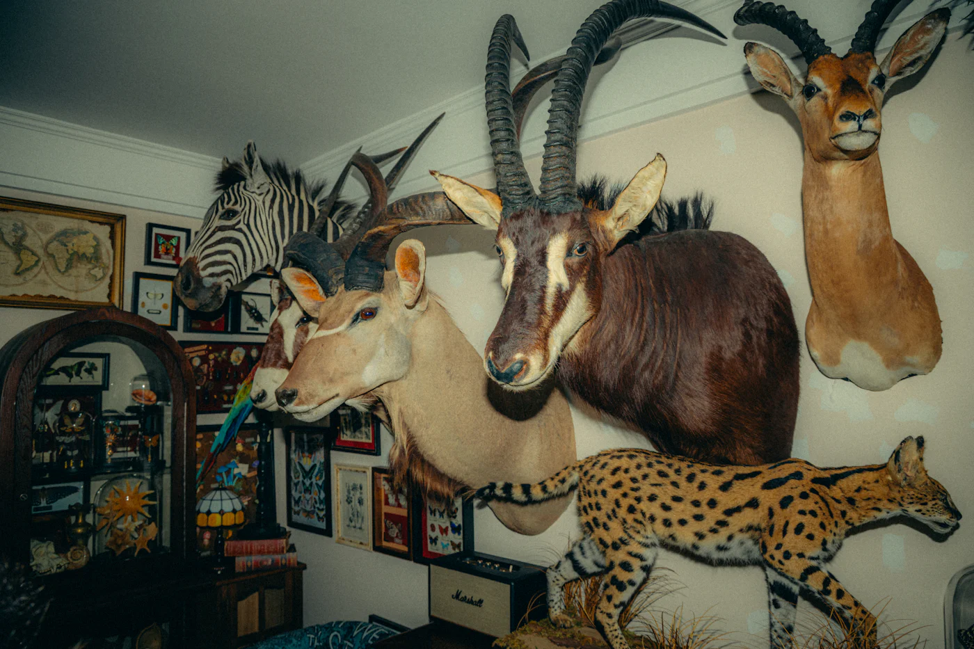 Taxidermy Mount Types Explained: Shoulder, Pedestal, Full-Body & More