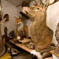 Making Taxidermy Your Hobby