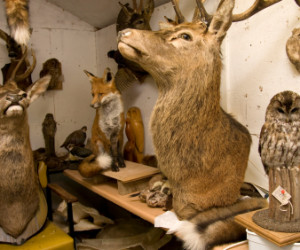 Making Taxidermy Your Hobby