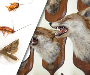 Taxidermy Hobbyist – Dangers of Insect Infestation