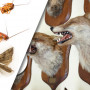 Taxidermy Hobbyist – Dangers of Insect Infestation