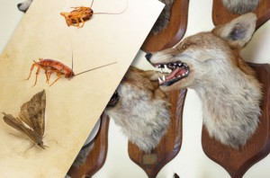 Taxidermy Hobbyist - Dangers of Insect Infestation