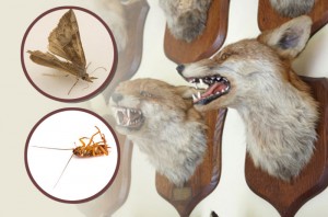 Taxidermy Hobbyist - Dangers of Insect Infestation